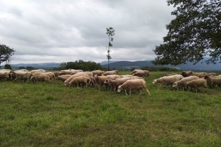 Oferta de puesto de trabajo en ganadería ovina en Ribadeo