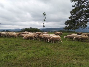 Oferta de puesto de trabajo en ganadería ovina en Ribadeo