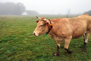 Llega Rumi, el dispositivo GPS para monitorizar en tiempo real vacas y novillas tanto en el establo como en la pradera