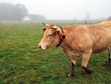 Llega Rumi, el dispositivo GPS para monitorizar en tiempo real vacas y novillas tanto en el establo como en la pradera