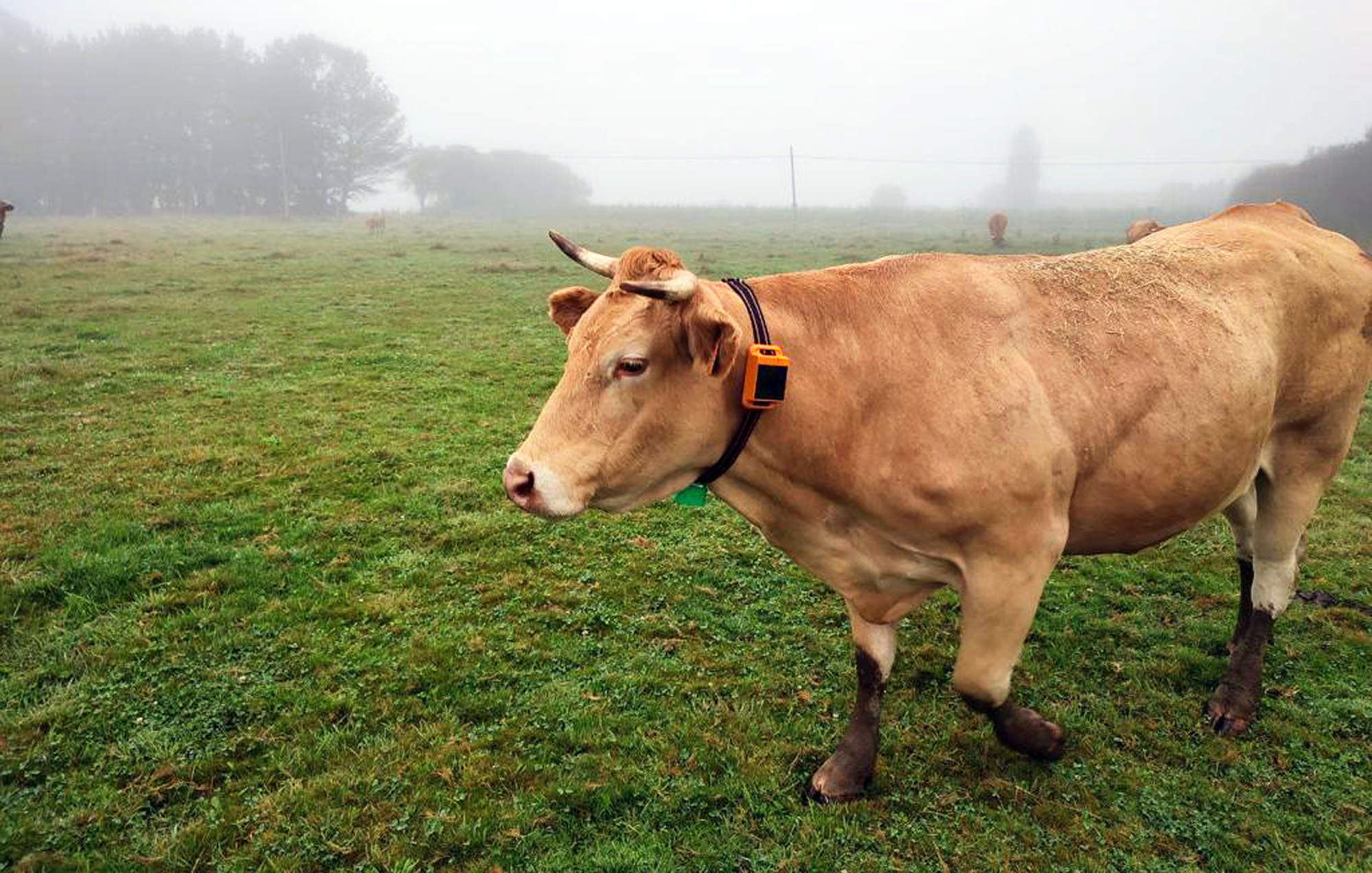 Imaginación Imitación reserva Llega Rumi, el dispositivo GPS para monitorizar en tiempo real vacas y  novillas tanto en el establo como en la pradera - Campo Galego