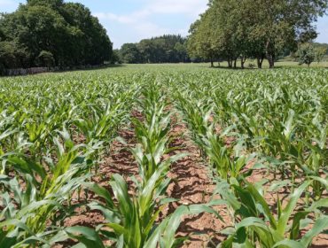 “Para maximizar el rendimiento del cultivo del maíz, la aplicación de bioestimulantes es clave”