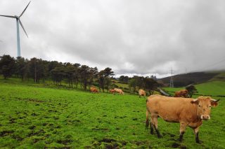 Cursos en A Baña y en Oza-Cesuras sobre el impacto en el ganado de la contaminación eléctrica