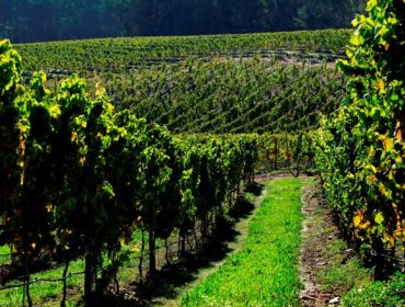 Las técnicas de intensificación ecológica logran mejoras en los viñedos y en el vino