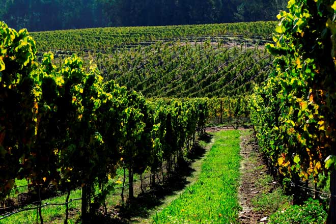 Las técnicas de intensificación ecológica logran mejoras en los viñedos y en el vino