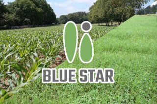 Delagro lanza BLUE STAR: El fertilizante que fomenta la actividad biológica del suelo y mejora el rendimiento de los cultivos