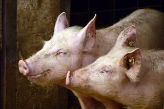La llegada de la peste porcina a Italia suscita preocupación en el sector en España