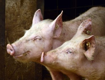 La llegada de la peste porcina a Italia suscita preocupación en el sector en España