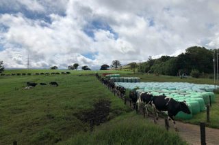 Un veterinario gallego en Latinoamérica: recorrido por la producción de leche de México a Brasil
