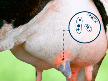 ¿Cómo tratar la mamitis en vacas y reducir las células somáticas sin antibióticos?