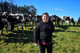 Granxa Ameixeira, paso de intensivo a ecológico y proyecto para comercialización directa de la leche