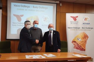 Crean el sello Carne de Rubia Gallega al amparo de las IGP Vaca y Buey Gallego