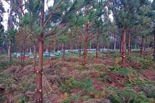  Publicada el listado de los beneficiarios de las ayudas de la Xunta para el fomento de la silvicultura activa 