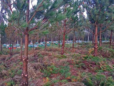 Publicada el listado de los beneficiarios de las ayudas de la Xunta para el fomento de la silvicultura activa