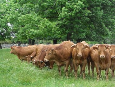 El Gobierno no descarta extender las ayudas también a las ganaderías de vacuno de carne