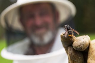 Estas son las medidas que reclaman los apicultores a la Xunta para un control efectivo de la vespa velutina