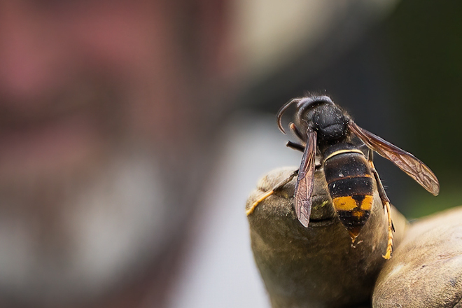 ¿Cuales son las trampas más eficaces y selectivas para capturar vespa velutina?