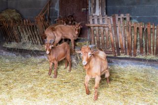 El Inorde abre el plazo para adquirir razas autóctonas por parte de los ganaderos