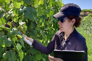 «El riego del viñedo juega un papel crucial para la obtención de una producción homogénea y equilibrada entre años»