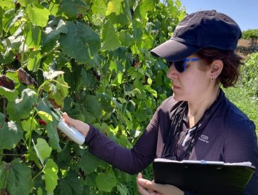 «El riego del viñedo juega un papel crucial para la obtención de una producción homogénea y equilibrada entre años»
