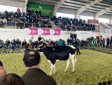 Próximas subastas de ganado frisón en la provincia de A Coruña