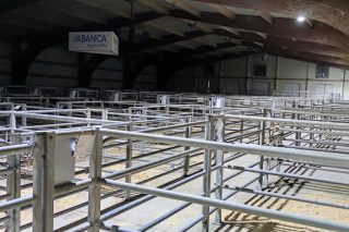 El paro de los transportes deja desierto el mercado de ganado de Silleda