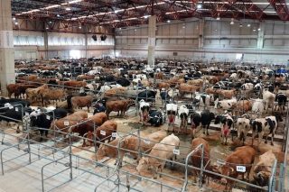 Subida general de los precios del ganado vacuno en Silleda