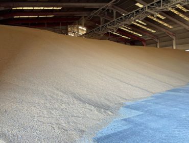 El maíz americano garantizará el suministro de piensos al ganado español
