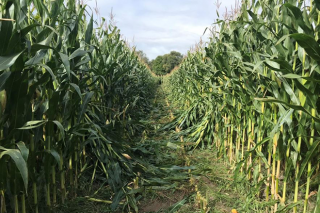 La comarca de la Limia apuesta por el cultivo de maíz