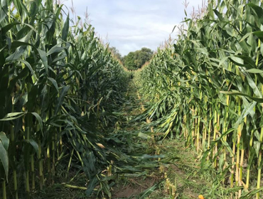 La comarca de la Limia apuesta por el cultivo de maíz