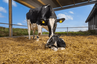 La nutrición: un aspecto clave en el período de transición de vacas lecheras
