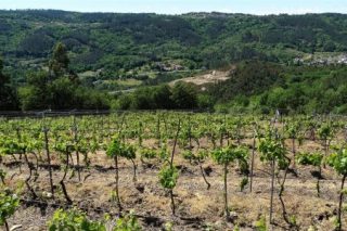Jornada sobre los vinos de la IGP Val do Miño-Ourense