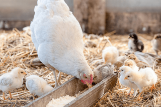 El sector avícola español crea el Comité Ejecutivo de Integración