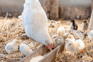 Seminario online sobre cómo convertir el estiércol avícola en energía térmica
