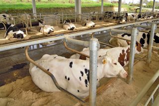 Las ganaderías deberán contar con un Plan de Bienestar Animal elaborado por el veterinario de la explotación
