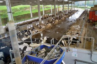 Ganadería Castedo SC, relevo generacional y nuevas instalaciones para seguir produciendo leche