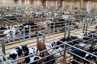 Récord de afluencia de ganado en Silleda