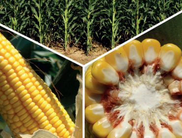 Ensayos en Galicia con las variedades de maíz forrajero: Resultados 2022