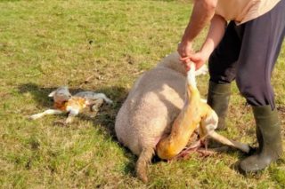 Curso práctico de atención al parto en ovino y caprino