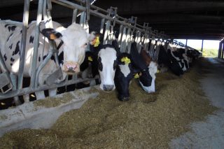 «Lo que compromete el futuro del sector lácteo son las prácticas abusivas de las industrias toleradas por las instituciones»