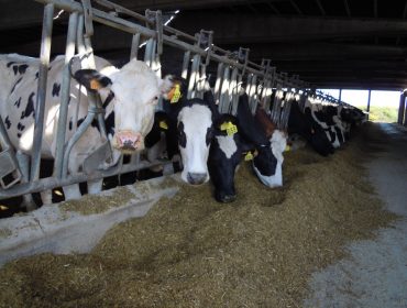 «Lo que compromete el futuro del sector lácteo son las prácticas abusivas de las industrias toleradas por las instituciones»