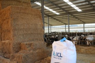 Visitamos a ganaderos de Galicia para comprobar la eficacia de la Solución Única de ICL en el abonado de maíz forrajero
