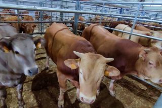 Mínima afluencia de ganado en Silleda y bajadas en los precios de la recría