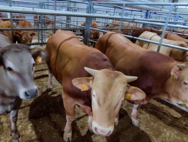 Mínima afluencia de ganado en Silleda y bajadas en los precios de la recría
