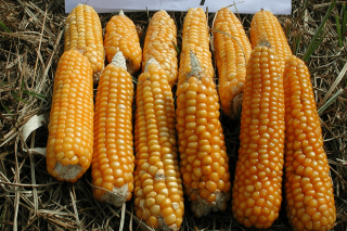 Descubren en Galicia tres variedades autóctonas de maíz panificable con potencial