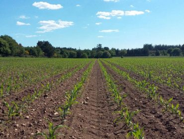 Control de plagas y malas hierbas en maíz: la estrategia de Kenogard