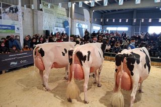 «Las 4 últimas vacas campeonas de Galicia vienen todas de la misma familia»
