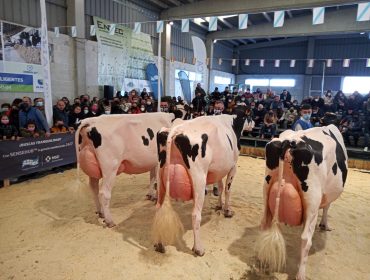 «Las 4 últimas vacas campeonas de Galicia vienen todas de la misma familia»
