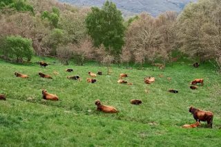 La Xunta anima a los ganaderos y agricultores gallegos a ampliar su base territorial para salir más beneficiados en la nueva PAC