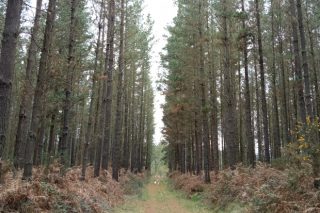 La Xunta selecciona seis bosques de Pinus radiata para producir planta de calidad